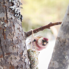The Redpoll in the Willow