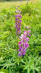 Pink flowers in the garden