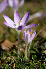 Fototapeta premium Krokus schön Sonne Frühling Blume offene Blüte offen und halboffen