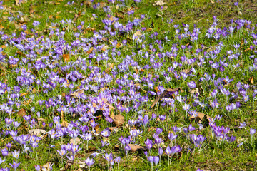 Purple saffron crocus growing in the grass, also called crocus vernus or Krokus, floral background