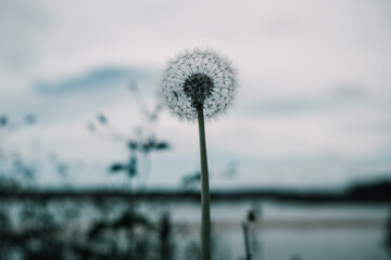 dandelion in the wind
