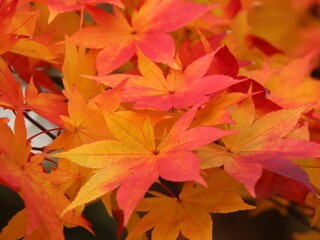 red maple leaves