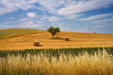 Fototapeta premium Country landscape near Matera and Gravina di Puglia