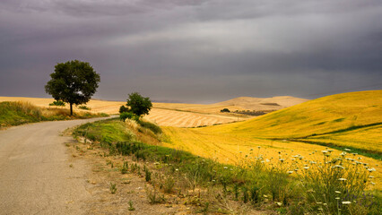 Country landscape in Basilicata, Italy, at summer