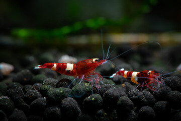 Taiwan bee red wine shrimp aquarium pets freshwater hobby