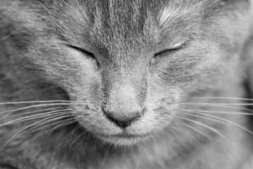 Fototapeta premium Zoom chaton gris