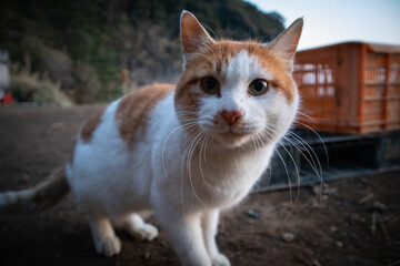 神奈川県真鶴半島の海岸にいる猫