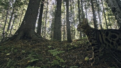One cat in a city park. Bengal wildcat walk on the forest in collar. Asian Jungle Cat or Swamp or...