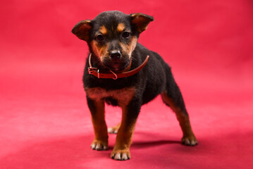 a series of photos of funny and small puppies, on a red background