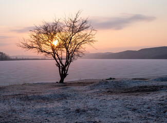 sunrise on the big lake, a tree on the shore