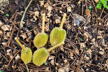 Durian on the ground in the garden , disease on tree, advertisements for fertilizers and plant...