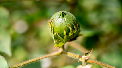 Gossypium or Cotton is a genus of flowering plants in the tribe Gossypieae of the mallow family, Malvaceae, from which cotton is harvested.