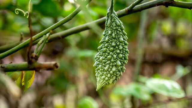 Bitter melon or Momordica charantia is a tropical and subtropical vine of the family Cucurbitaceae, widely grown in Asia, Africa, and the Caribbean for its edible fruit.