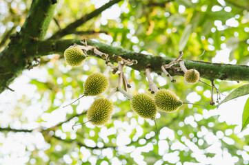 Fresh small durian on tree in Chanthaburi, Thailand, king of fruit in Thai, product quality for export, small durians waiting to be planted until they are ready to be harvested, bottom view