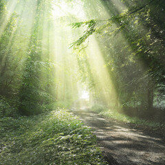 Pathway in a majestic green deciduous forest. Natural tunnel. Mighty tree silhouettes. Fog,...