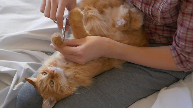 Woman is cutting ginger cat's claws with manicure scissors. Spa, health care procedure for fluffy pet. Tranquil domestic animal on woman's knees. Slow motion.