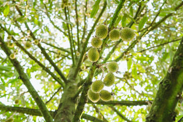 Fresh small durian on tree in Chanthaburi, Thailand, king of fruit in Thai, product quality for export, small durians waiting to be planted until they are ready to be harvested, bottom view