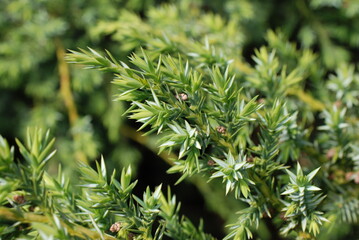 Juniper macro background photo forest texture