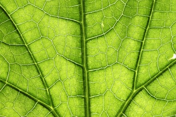 Green leaf with veins close up