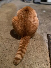 さくらねこは愛され猫
