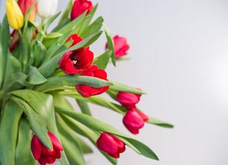 Red tulips on a white background, copy space