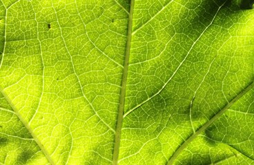 Naklejka na ściany i meble Green leaf with veins close up
