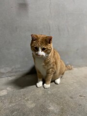 さくらねこは愛され猫