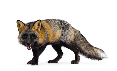 Cross Red fox with silverfox aka Vulpes, standing side ways. Lokking towards camera showing both eyes. Isolated on a white background. Mouth open.