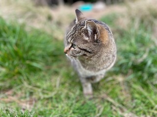 Stray Cats