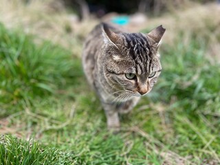 Stray Cats