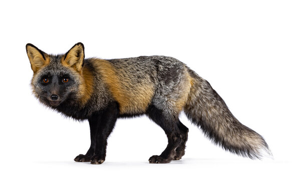 Cross Red fox with silverfox aka Vulpes, standing side ways. Lokking towards camera showing both eyes. Isolated on a white background.