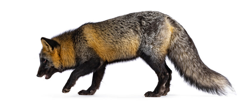 Cross Red fox with silverfox aka Vulpes, walking side ways. Head down looking away from camera. Isolated on a white background.