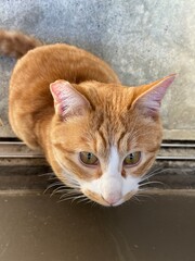 さくらねこは愛され猫