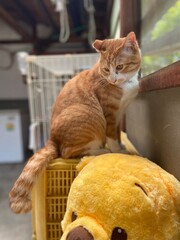 さくらねこは愛され猫