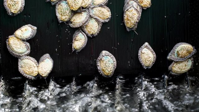 Haliotis midae abalone above bubbling water in tank glides down; seafood