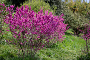 European Cercis, or Judas tree, or European scarlet. Close-up of pink flowers of Cercis siliquastrum. Cercis is a tree or shrub