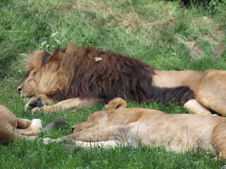 Odpoczywające lwy.