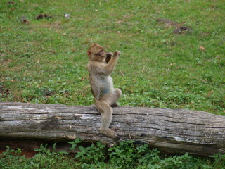 Pawian - małpa gra na fujarce.