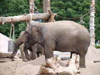 Fototapety  Bawiący się słoń - zwierzę z beczką. 