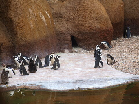 Pingwiny - stado pingwinów.