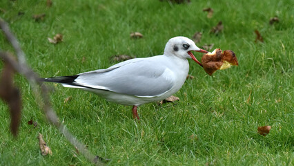 white headed gull with pie

