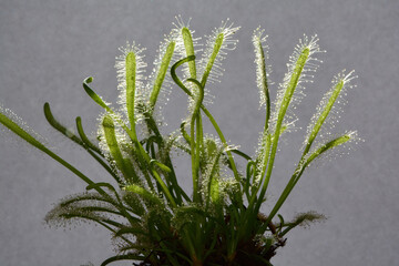 drosera capensia carnivorous plant 