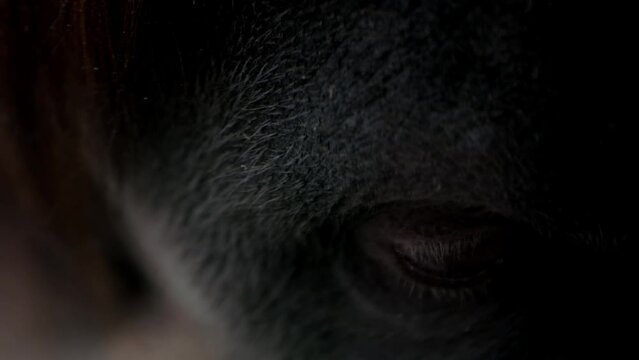 monkey orangutan looks with charming eyes