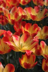 Fototapeta premium red and yellow flowers