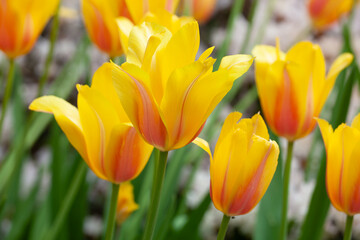 Brightly colored tulips in spring