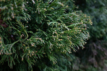 Chamae Cyparis Lawoniana, CHAMAECYPARIS LAWONIANA or CUPRESSA CEAE or Cupressaceae