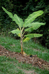 banana tree agroflorest