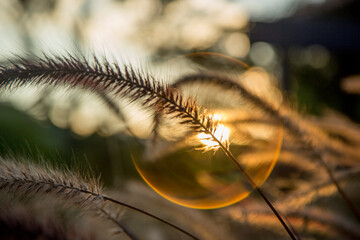 silhouet sunset flower