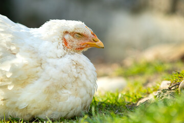 Hen feed on traditional rural barnyard. Close up of white chicken sitting on barn yard with green grass. Free range poultry farming concept