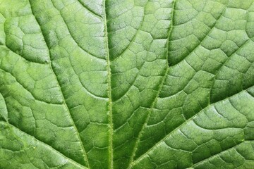 Green leaf with veins close up